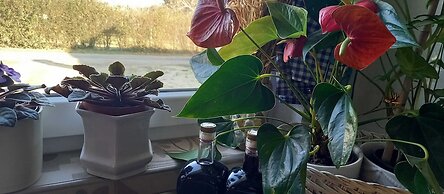 Holiday Home Paunovaca