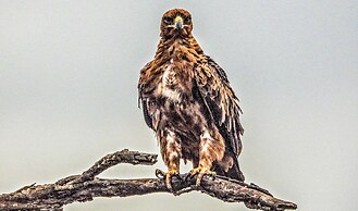 SleepOver Phabeni Gate