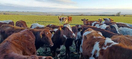 Relax With Amazing Views! 1-bed Studio in Tegryn