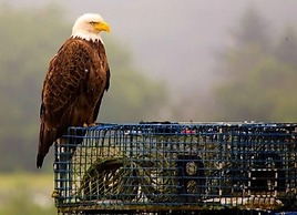 Picturesque Island Cottage 2 Bedroom Home by RedAwning