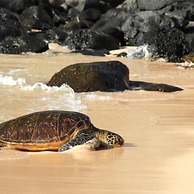 Kamaole Sands 5401 in Kihei