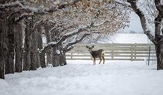 Casia Lodge and Ranch