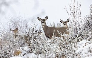 Casia Lodge and Ranch