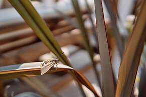 Hotel Ankaa - Adults Only