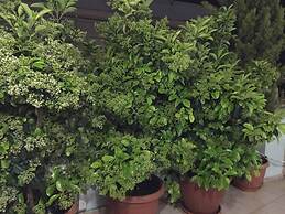 Ground Floor Mini apt