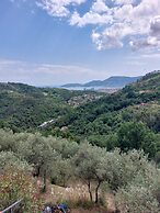 Oliva Azzurra