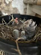 Gratton Grange Farm Holiday Cottage