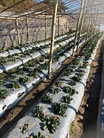 Prakriti Resort and Organic Farm