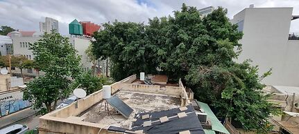 Kalisher Ophrys in Tel Aviv-yafo