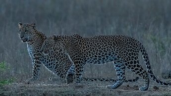 Magical Tented Lodge in Yala- Thissamaharamaya