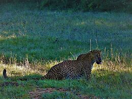 Magical Tented Lodge in Yala- Thissamaharamaya