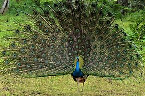 Magical Tented Lodge in Yala- Thissamaharamaya