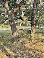 Ot 3515h Texas Yurt Haus: Horned Frog 1 Bedroom Cabin by RedAwning