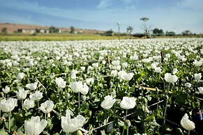 Pangarh Lake Retreat