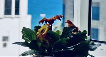 Delicate Serviced Apartment And Hotel