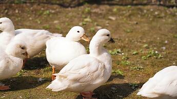 Angsana Chengdu Wenjiang