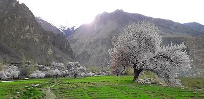 Hotel The Stone Palace