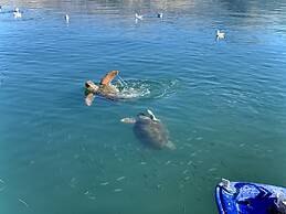 Rouchotas Apartments