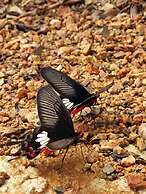 Baan Apa Erawan Resort