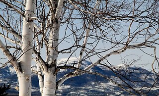 Les Trois Mentors Ghandi, Mandela, Luther King