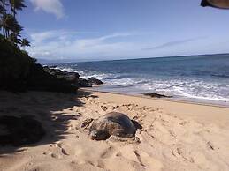 Timeshare Oceanview Studio in Maui