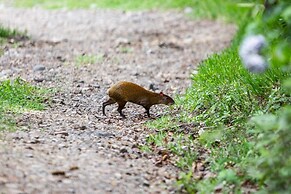 Hotel Flor de Bromelia