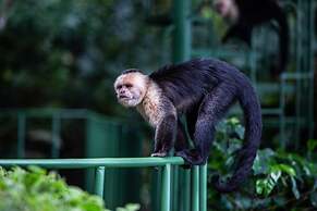 Hotel Flor de Bromelia