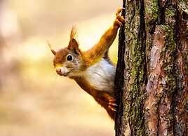 Charming 2-bed Cottage in Formby, Liverpool