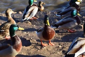 Cozy Lodge Sleeps 4 in Barton-upon-humber