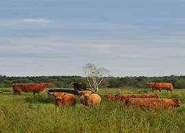 Tranquil Retreat in Appelscha