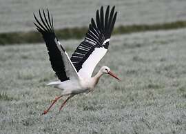 Tranquil Retreat in Appelscha