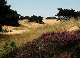 Tranquil Retreat in Appelscha