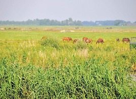 Restful Holiday Home in Grou