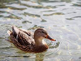 Sunny Apartment in Wagrain