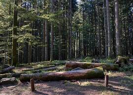 Rustic Holiday Home in Ortignano