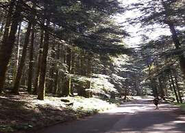 Rustic Holiday Home in Ortignano