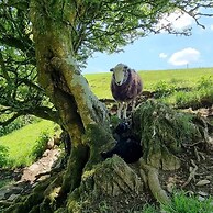 Forester's Retreat Glamping - Cambrian Mountains