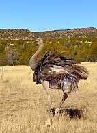 Teepee Lodge with Equus & Firearms/ranch