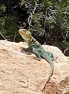 Teepee Lodge with Equus & Firearms/ranch