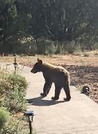 Teepee Lodge with Equus & Firearms/ranch