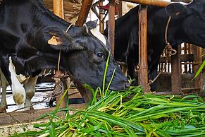 OYO Homes 91006 Eco Tourism Desa Cibodas Areng 5 Syariah