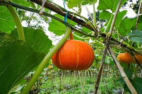 OYO Homes 91006 Eco Tourism Desa Cibodas Areng 5 Syariah