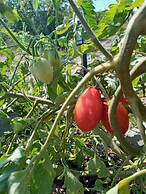 Bote Farms - Agritourism