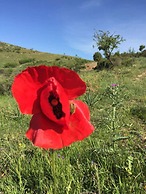 Bote Farms - Agritourism