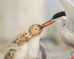 Kongsfjord Arctic Lodge