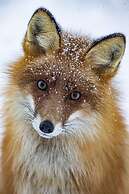 Kongsfjord Arctic Lodge