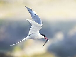 Kongsfjord Arctic Lodge