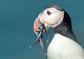 Kongsfjord Arctic Lodge