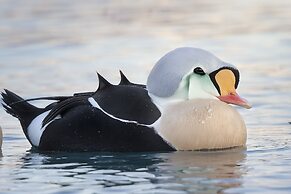 Kongsfjord Arctic Lodge