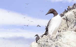 Kongsfjord Arctic Lodge